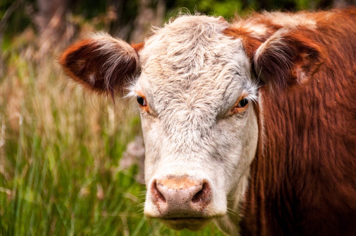 Cattle Feeder in Loup Valley