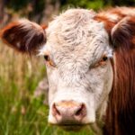 Cattle Feeder in Loup Valley