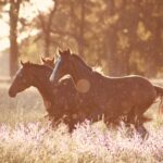 North Central Nebraska Ranchers